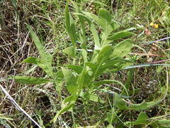 Silphium albiflorum