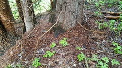 Tamiasciurus fremonti