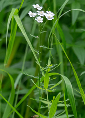 Achillea impatiens