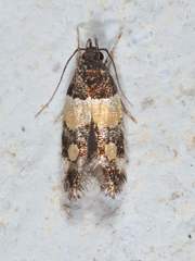 Triclonella determinatella