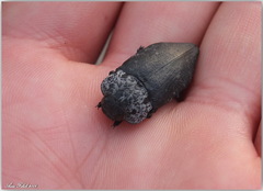 Capnodis tenebrionis