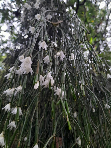 Rhipsalis clavata, photograph 2