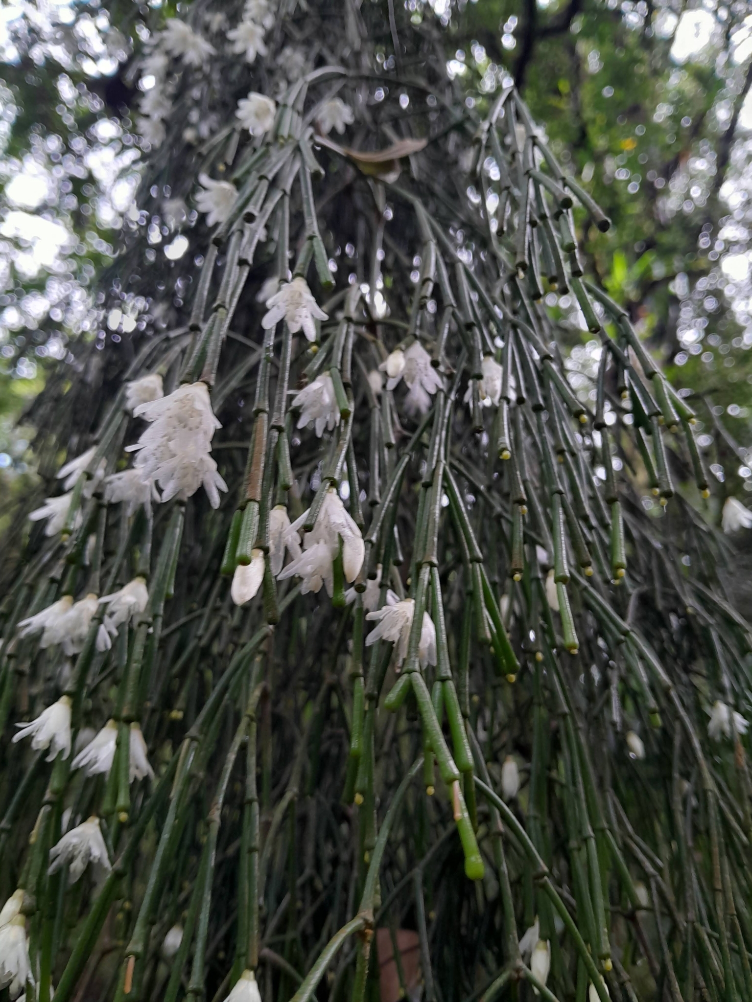 Imagem de Cacto-macarrão