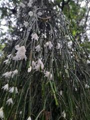 Rhipsalis clavata, photograph (c) UNA Ecoturismo, some rights reserved (CC BY-SA)