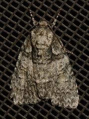 Acronicta tristis
