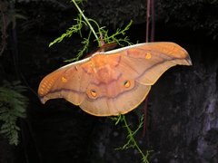 Antheraea formosana