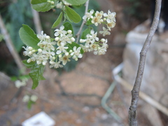 Casearia corymbosa