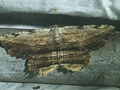 Lytrosis unitaria