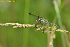 Orthetrum lineostigma