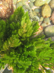Caulerpa flexilis