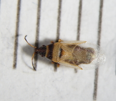 Oxycarenus pallens