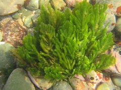 Caulerpa flexilis