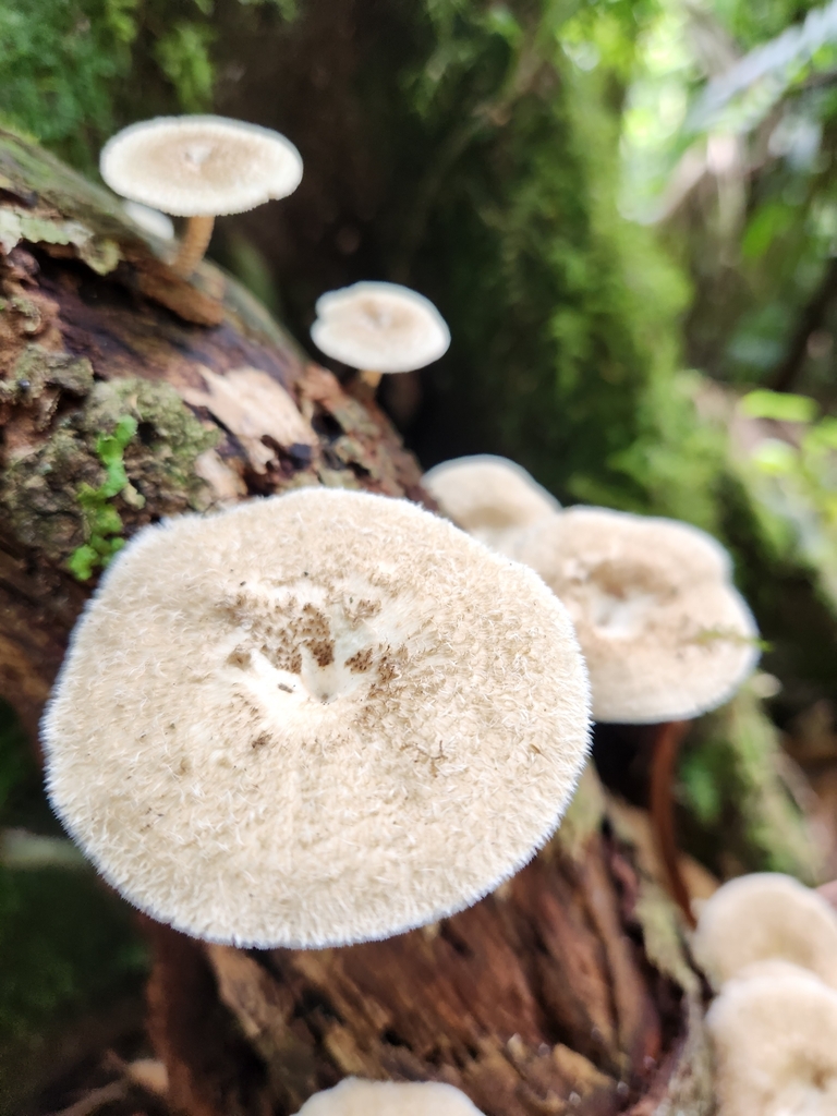 Lentinus crinitus · October 2024 · photo: © unaecoturismo (iNaturalist, cc-by-sa)