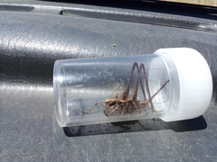 Antaxius spinibrachius