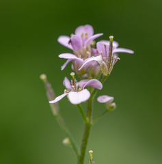 Cardamine macrophylla