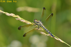 Orthetrum lineostigma