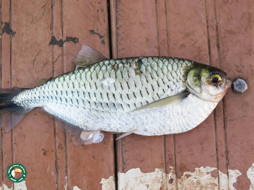 Triportheus auritus · iNaturalist Canada