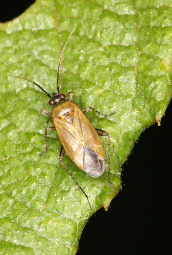 Common Nettle Flower Bug