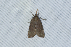 Cutina albopunctella