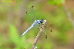Orthetrum lineostigma