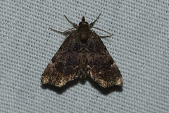 Cutina aluticolor