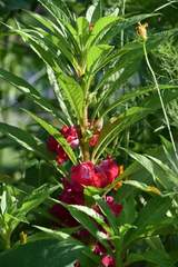 Triosteum aurantiacum