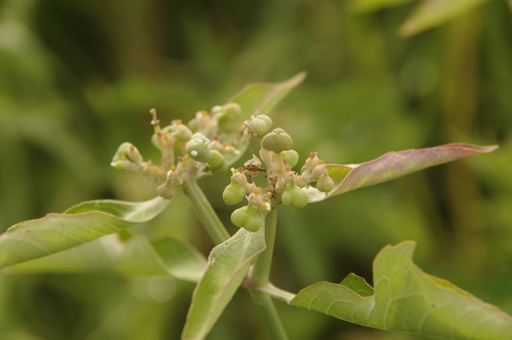 Euphorbia heterophylla, Salvaleón de Higüey, DO-AL, DO