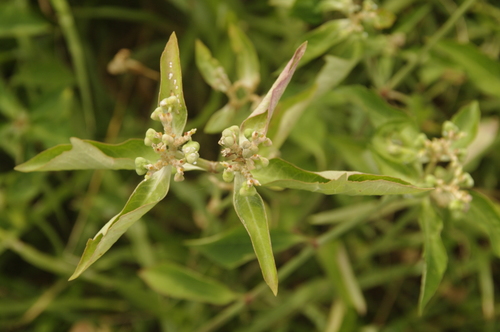Euphorbia heterophylla