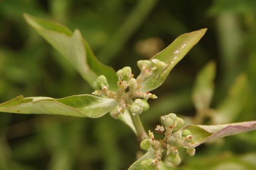 Euphorbia heterophylla