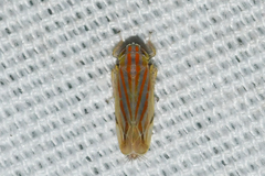 Deltanus texanus