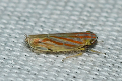Deltanus texanus