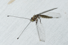Ululodes floridanus