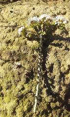 Agathosma latipetala