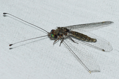 Ululodes floridanus