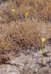Zephyranthes longifolia