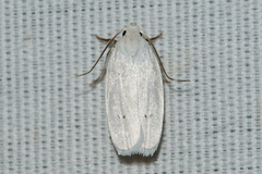 Antaeotricha albulella