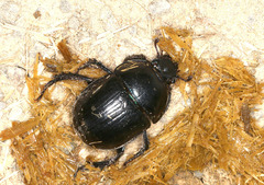 Anoplotrupes