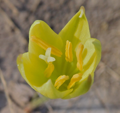 Zephyranthes longifolia