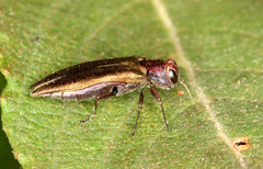 Agrilus viridis