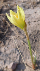 Zephyranthes longifolia