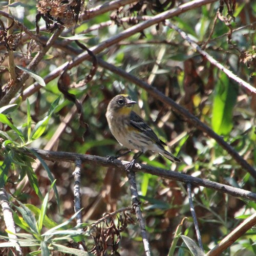 iNaturalist observation photo of Yellow-rumped Warbler