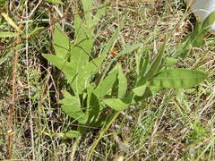 Silphium albiflorum