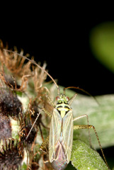 Oncotylus viridiflavus