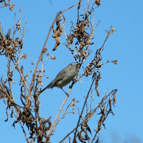 iNaturalist observation photo of Blue-gray Gnatcatcher