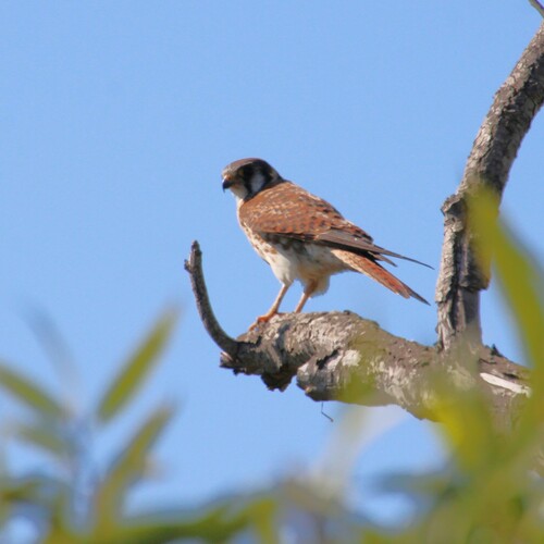 iNaturalist observation photo of American Kestrel