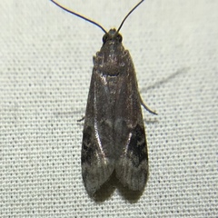 Euzophera semifuneralis