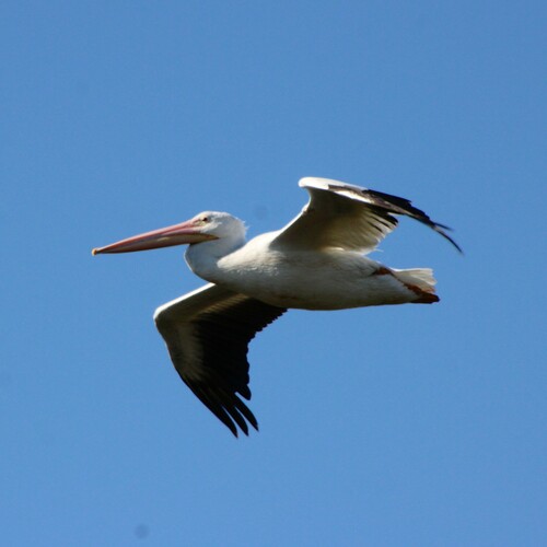 iNaturalist observation photo of American White Pelican