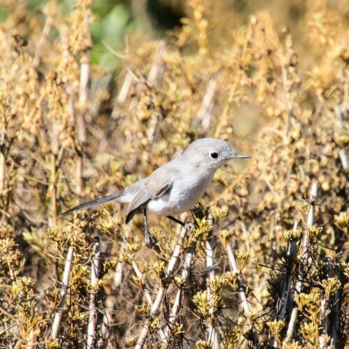 iNaturalist observation photo of Blue-gray Gnatcatcher