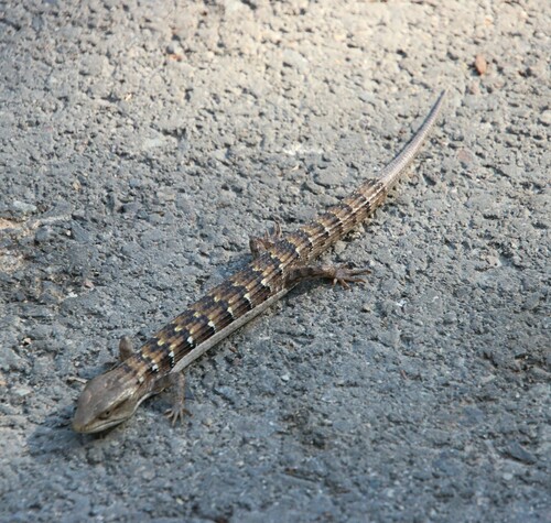 iNaturalist observation photo of Southern Alligator Lizard