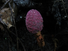 Balanophoraceae